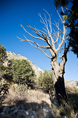 Guadalupe Mountains