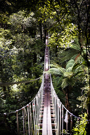 Rainforest, New Zealand