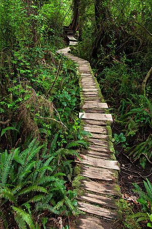 Rainforest on Meares Island