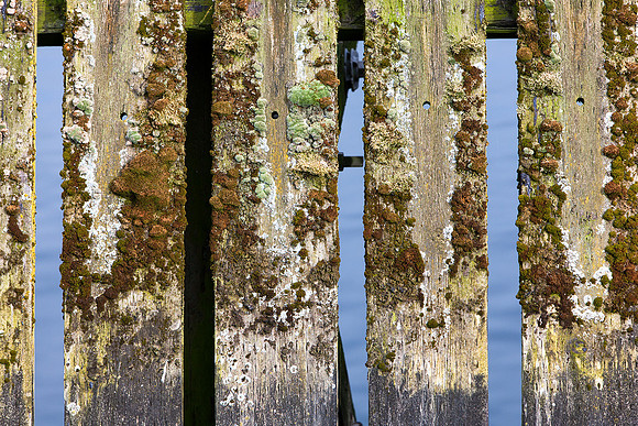 Planks at Tofino Dock