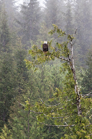 Eagle Alone in the Rain