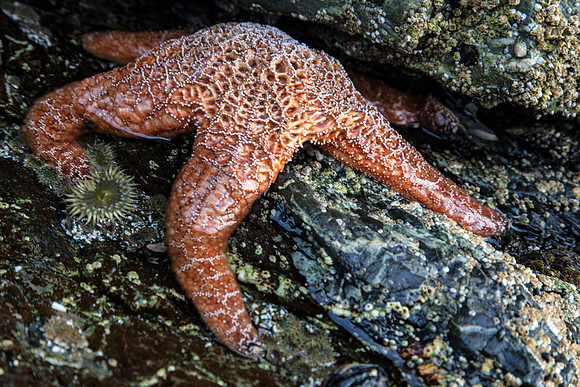 Sea Star (we used to call star fish)
