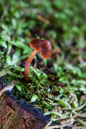 Rainforest Mushroom
