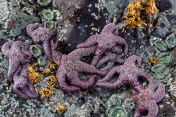 A Constellation of Sea Stars