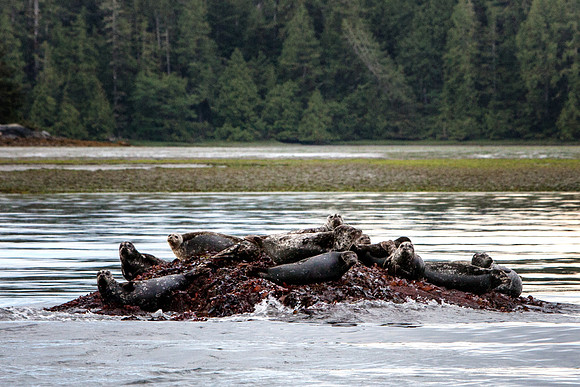 Harbor Seals (I think) watching us pass by