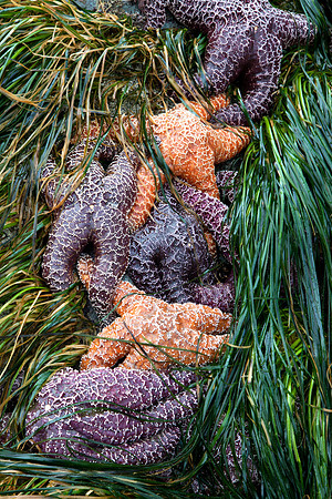 Sea Stars in Grass