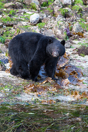 Bear concerned we might take his crabs