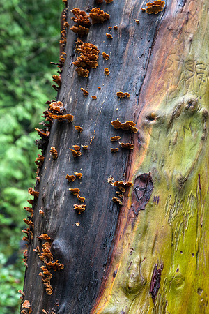 Rainforest Tree
