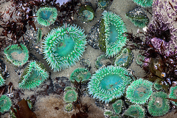 Yet More Sea Anemones