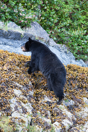 Bear taking dinner to eat under a tree