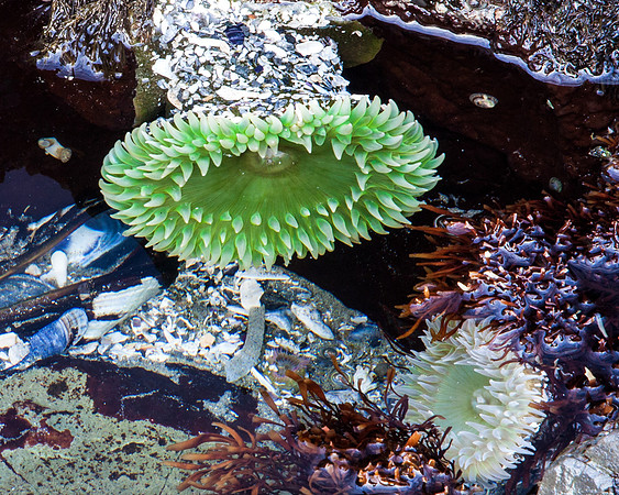 Sea Anemones