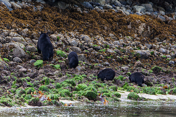 Bear and cubs