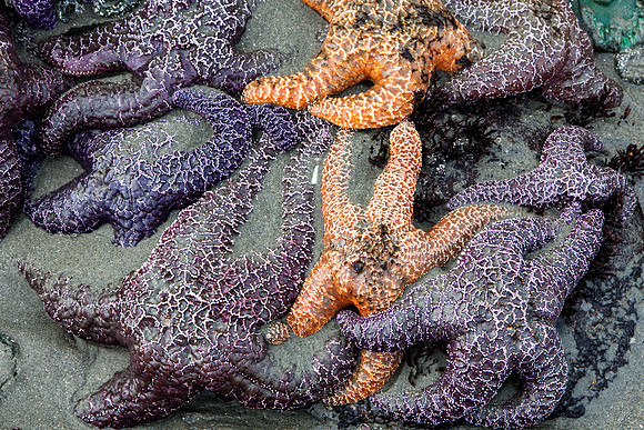 Gobs of Sea Stars