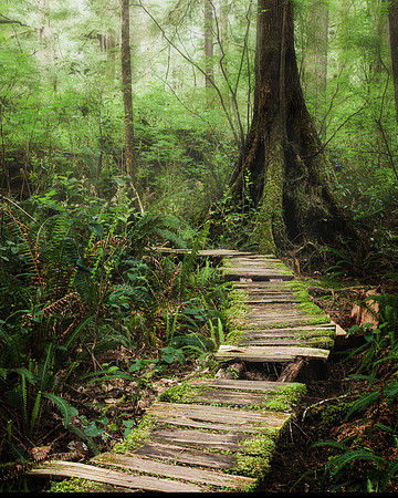 Meares Island
