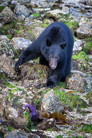 Bear moving rock to find crabs