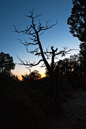 Grand Canyon Rim