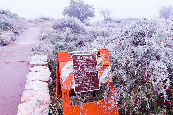 Big Bend Winter Trail