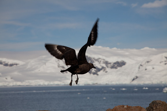 Skua