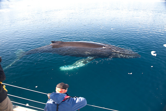 Humpback Whale