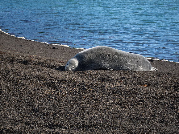 Weddell Seal on Deception Island