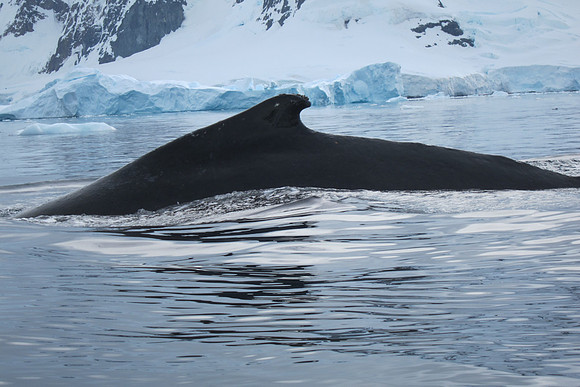 Whale taken from Kayak