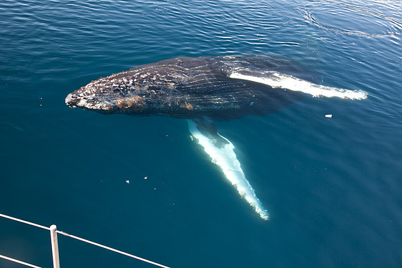 Humpback Whale
