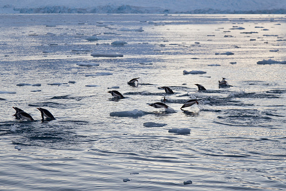 Penguins off for breakfast