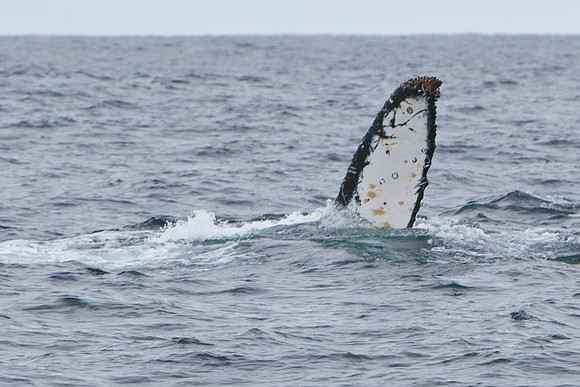 First whale sighting
