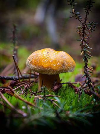 Alaska Mushroom
