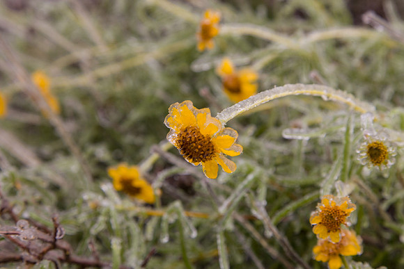 Winter Ice Storm