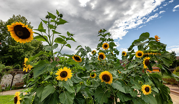 Sunflowers