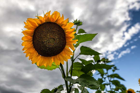 Sunflower