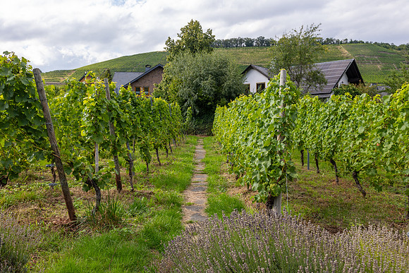 Mosel vinard