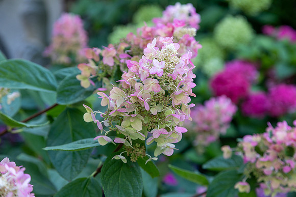 Pink flower, maybe