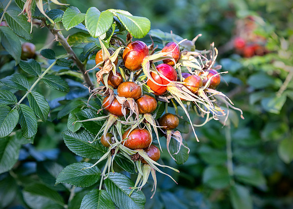 Looks like little tomatoes
