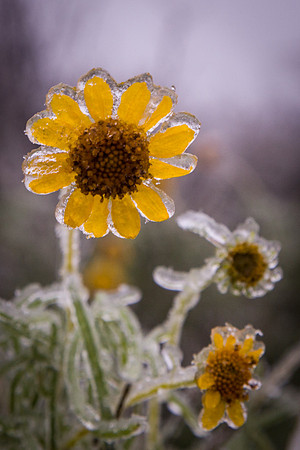 Winter Ice Storm