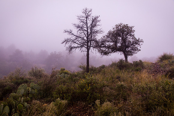 Big Bend Winter