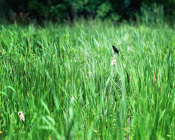 There's a bird in there if you look hard enough.
