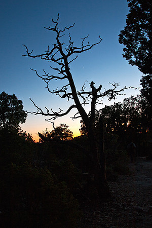 Grand Canyon Rim at Dusk