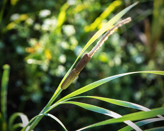 Cattail.  When you grow up in the desert these are magical plants.