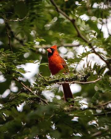 These guys are hard to photograph, except when they are trying to fly into my bedroom window.