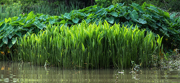 June thinks the pond was landscaped in this section.