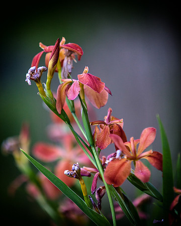 Armand Bayou Flower