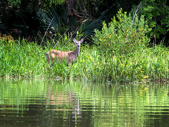 My camera was set to idiot mode, and it apparently focused on something beside the deer!