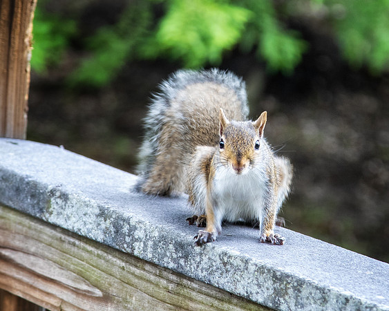 Curious tree rat.